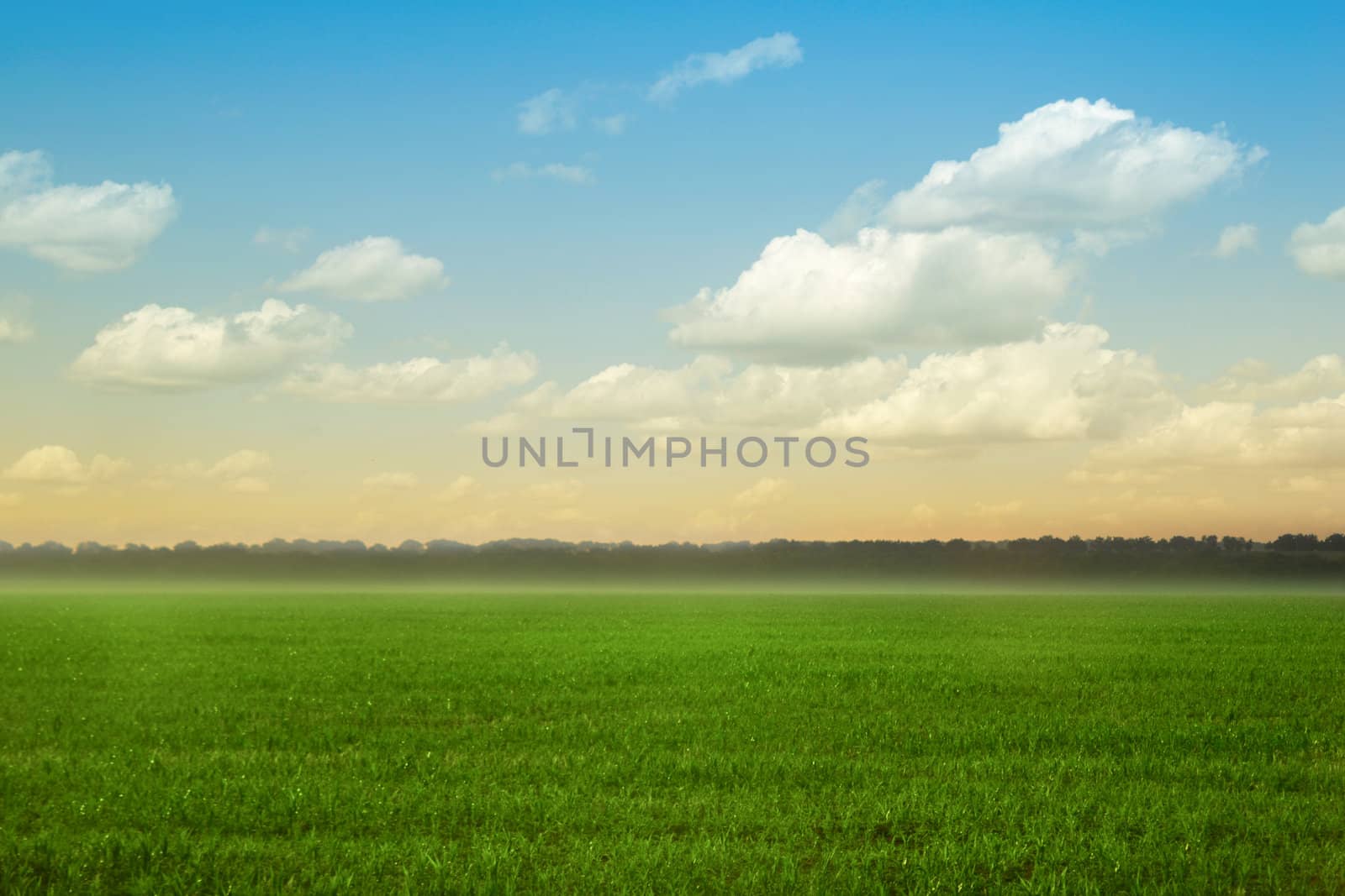 Summer landscape. Sky and green grass by Lexxizm