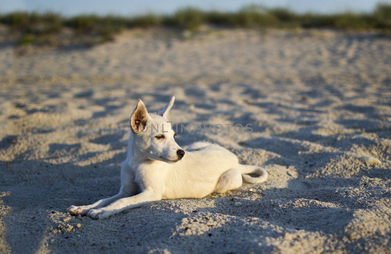 the dog lying on the sand