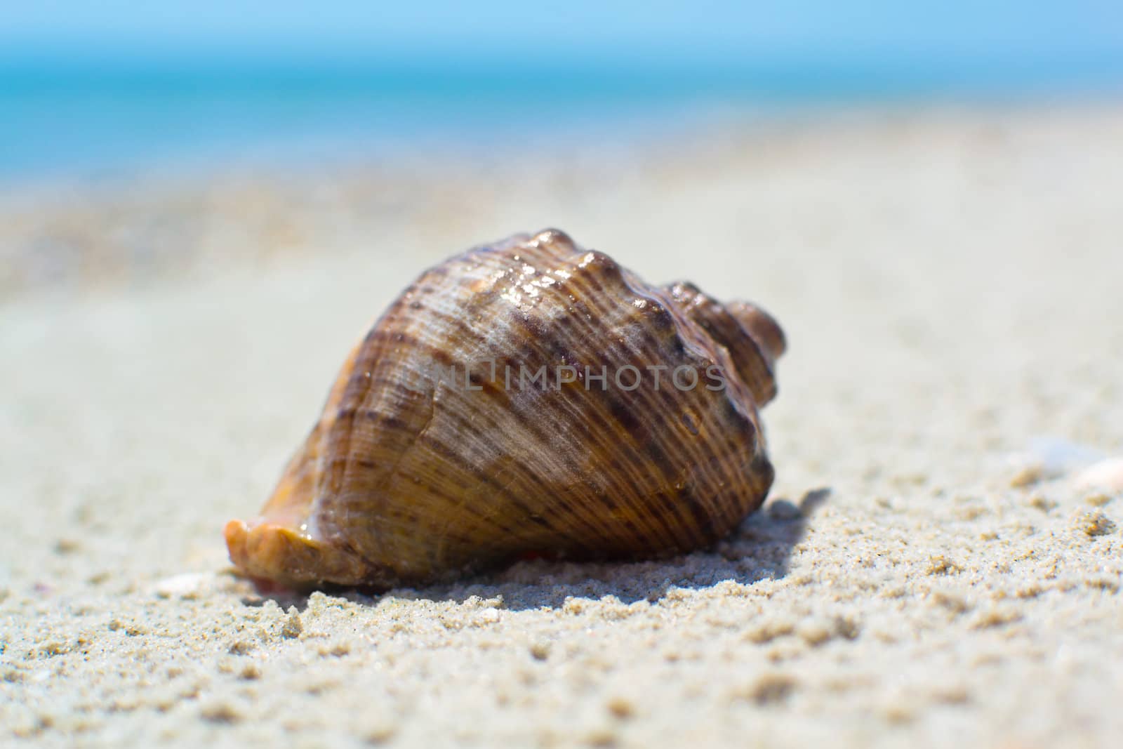 sea shells with sand as background by Lexxizm