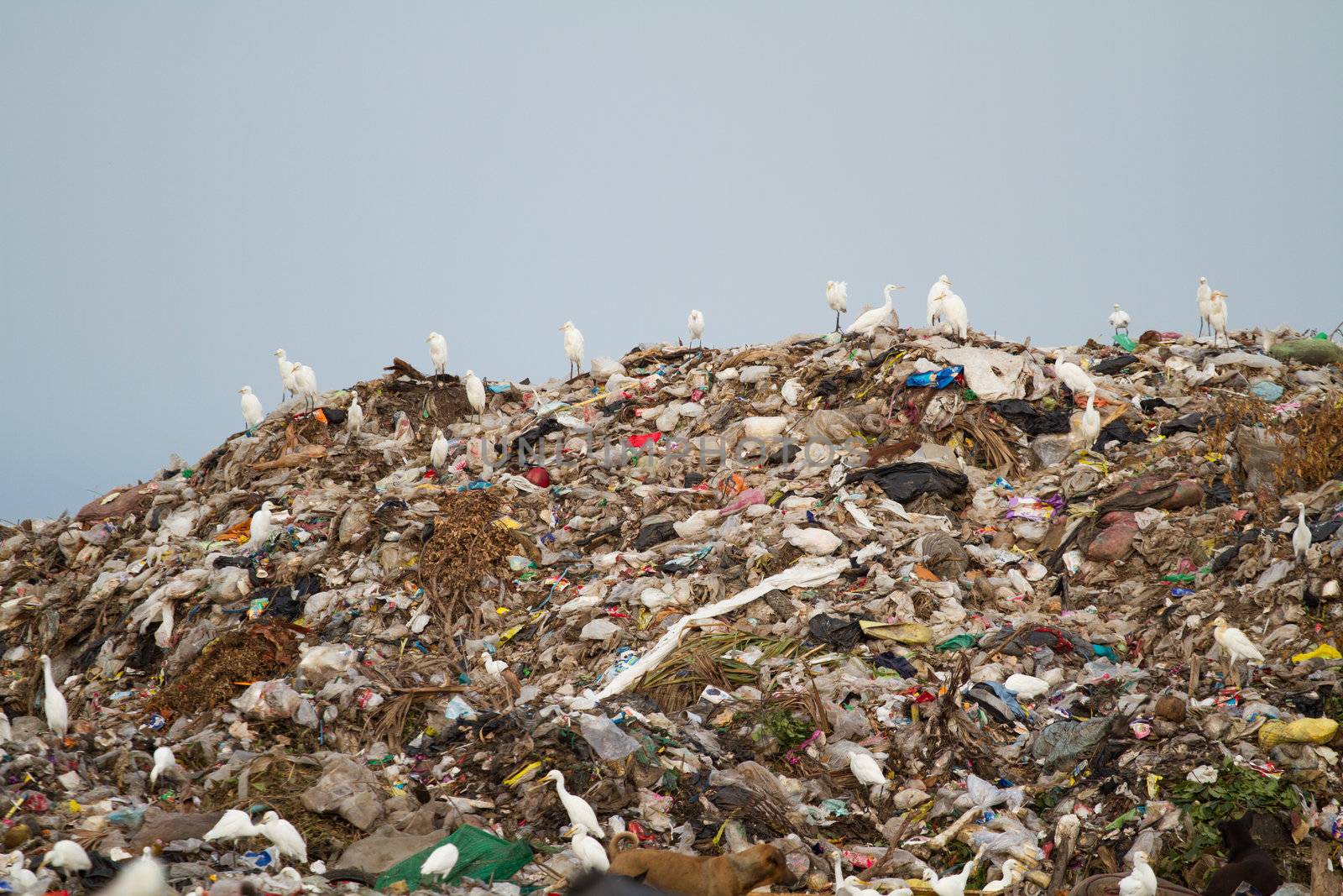 Birds and dogs on the landfill Thailand