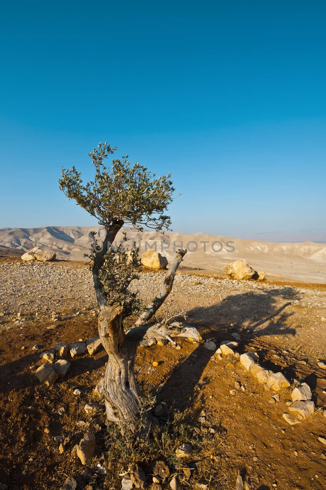 Olive Tree on the Slopes of the Mountains of Samaria, Israel