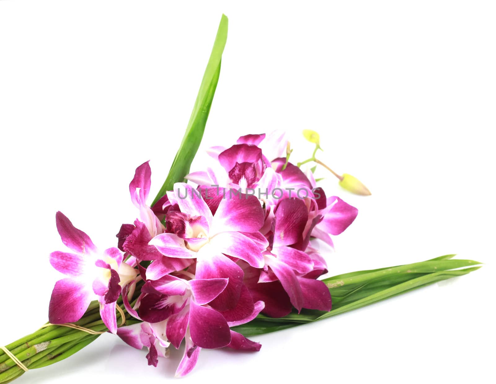 Pink orchid isolated on a white background