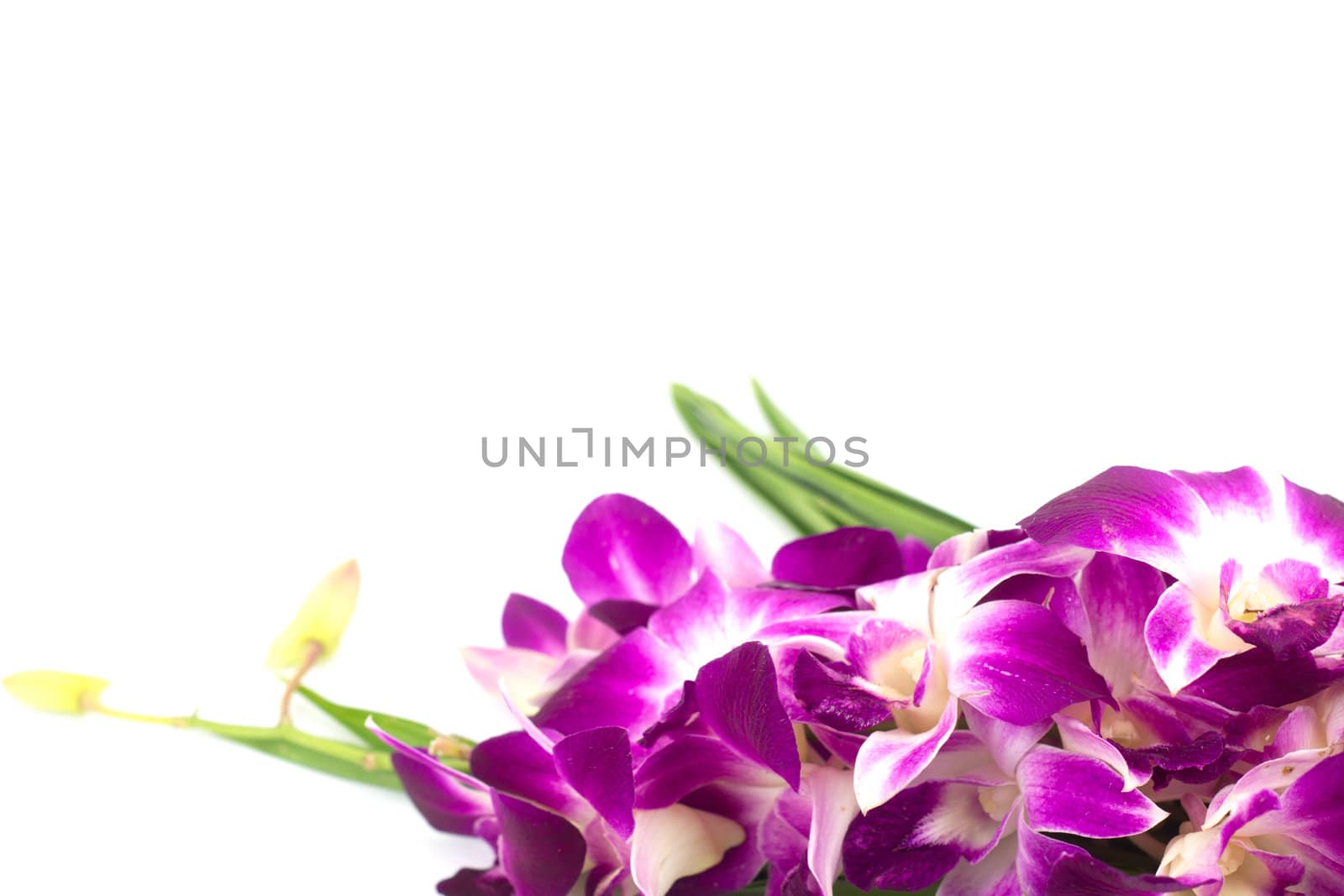 Pink orchid isolated on a white background