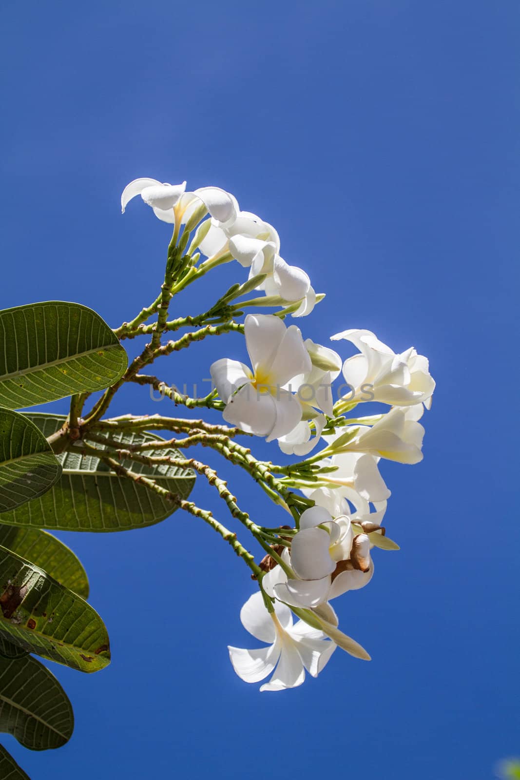 white and yellow frangipani flowers with leaves in background