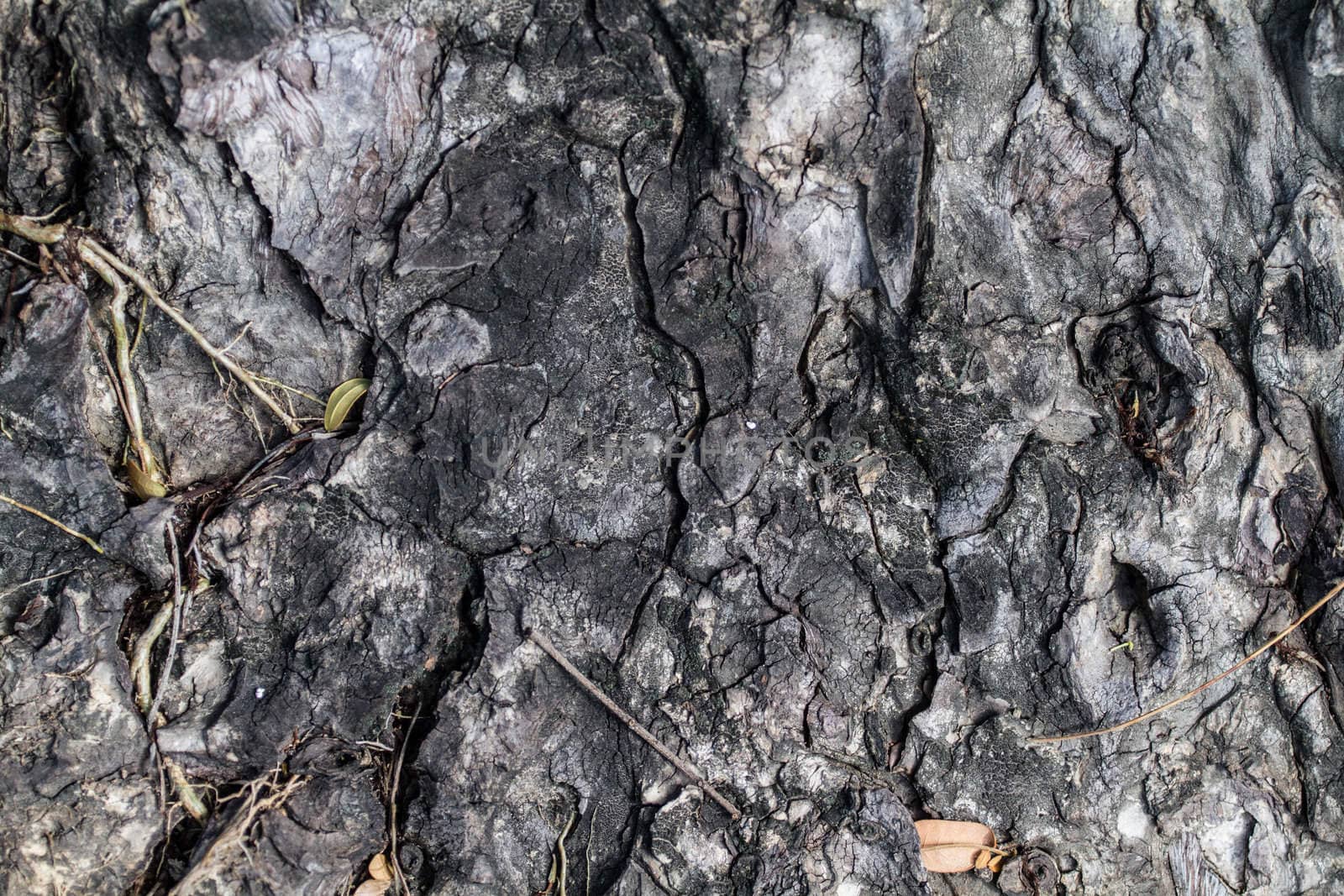 bark of tree texture