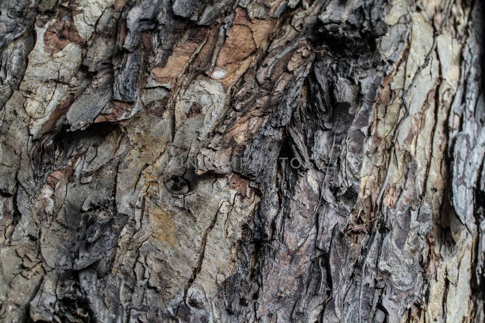 bark of tree texture