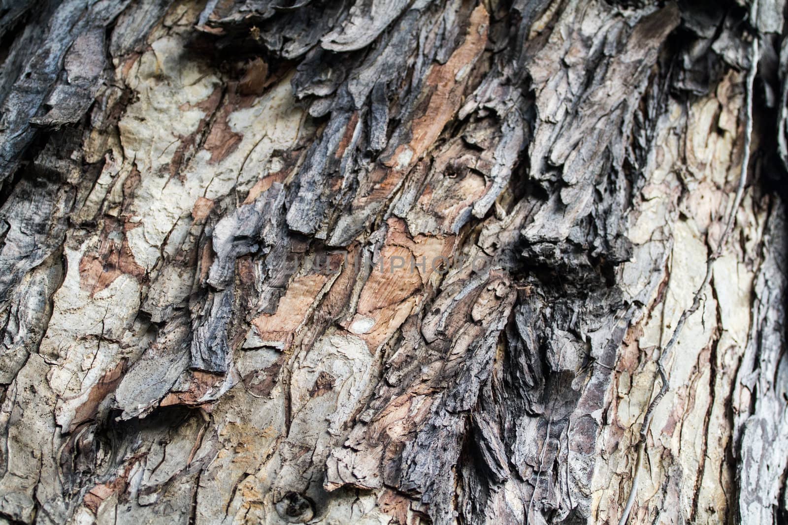 bark of tree texture