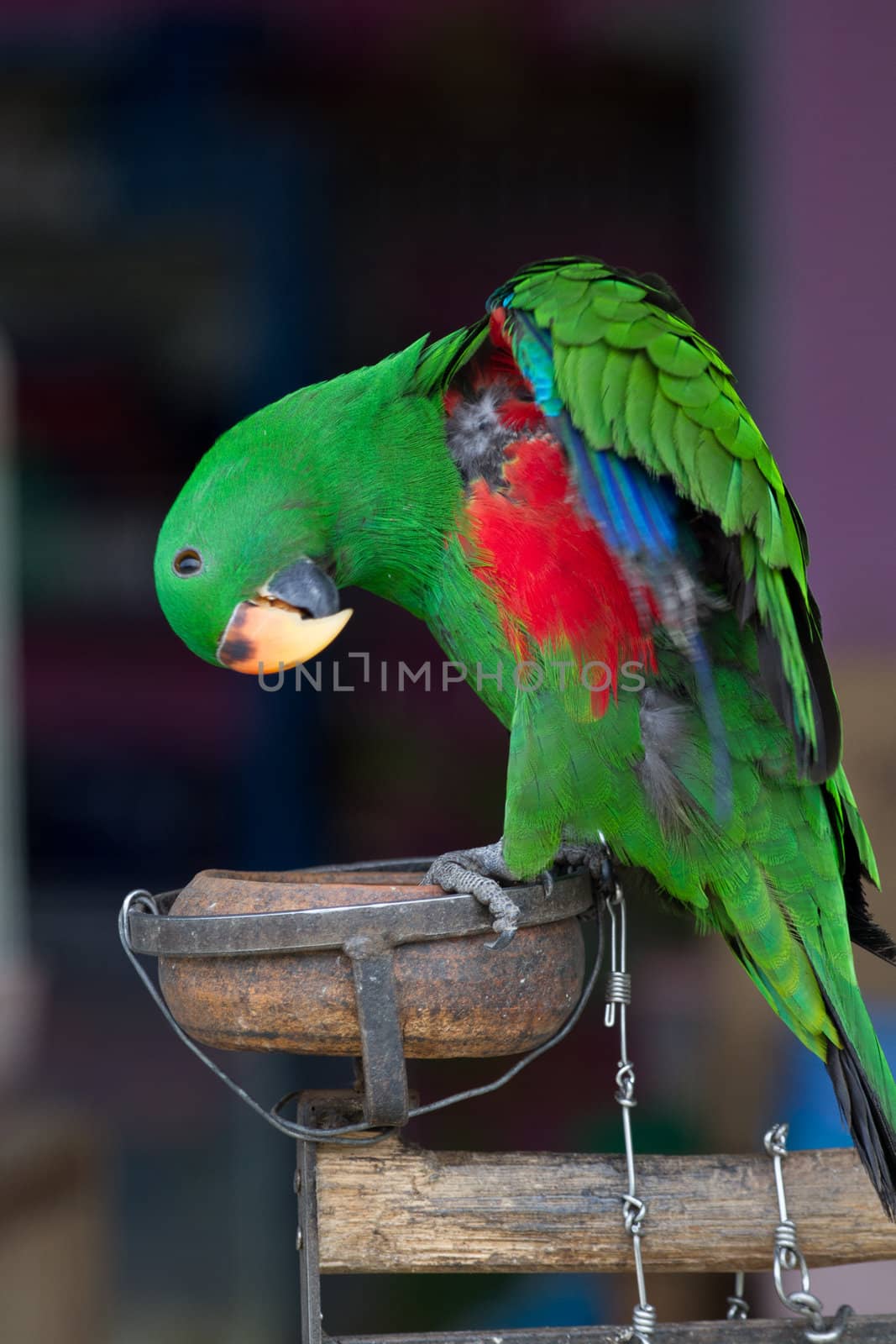 Green Eclectus Parrot