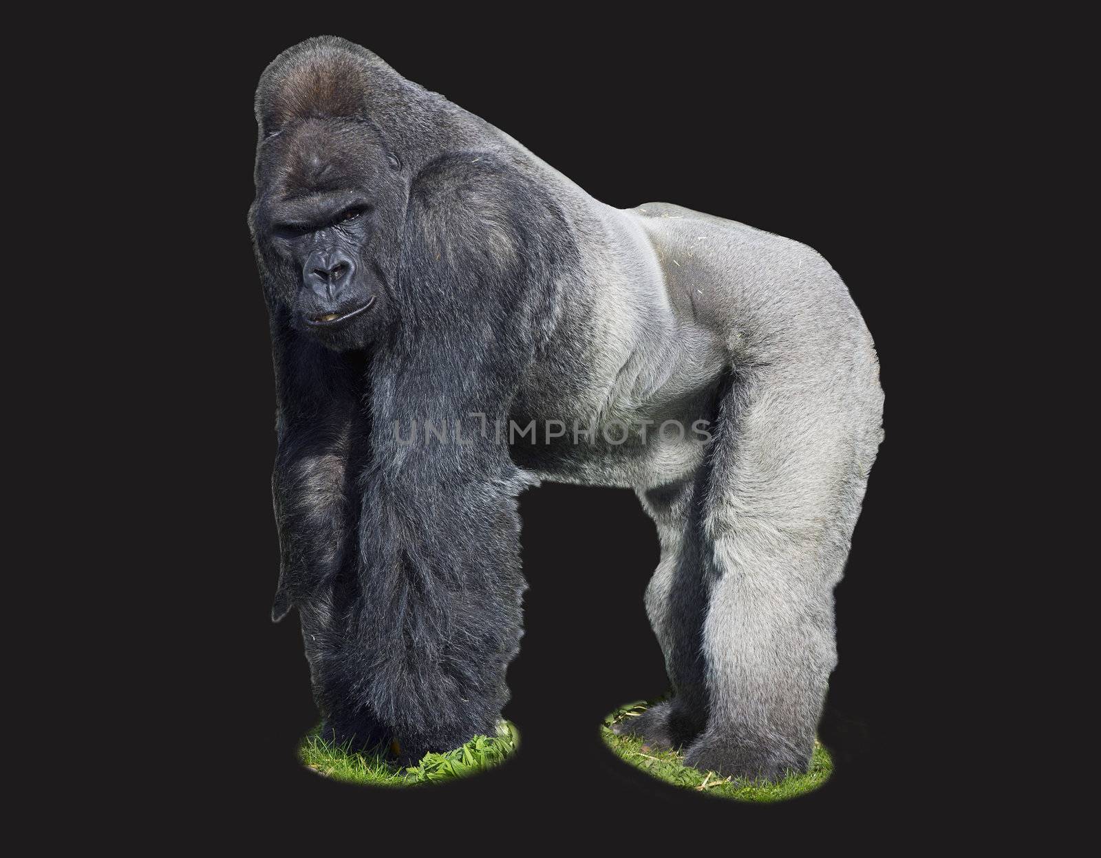 A male silverback western lowland Gorilla (Gorilla gorilla gorilla) standing in a powerful position isolated on black