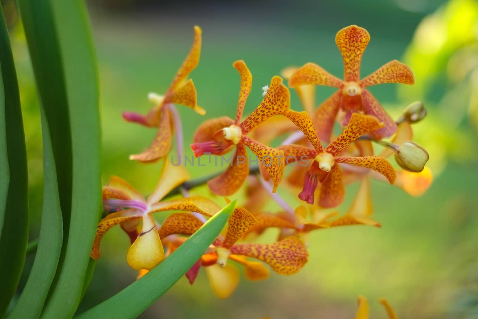 Thai orchid in green background