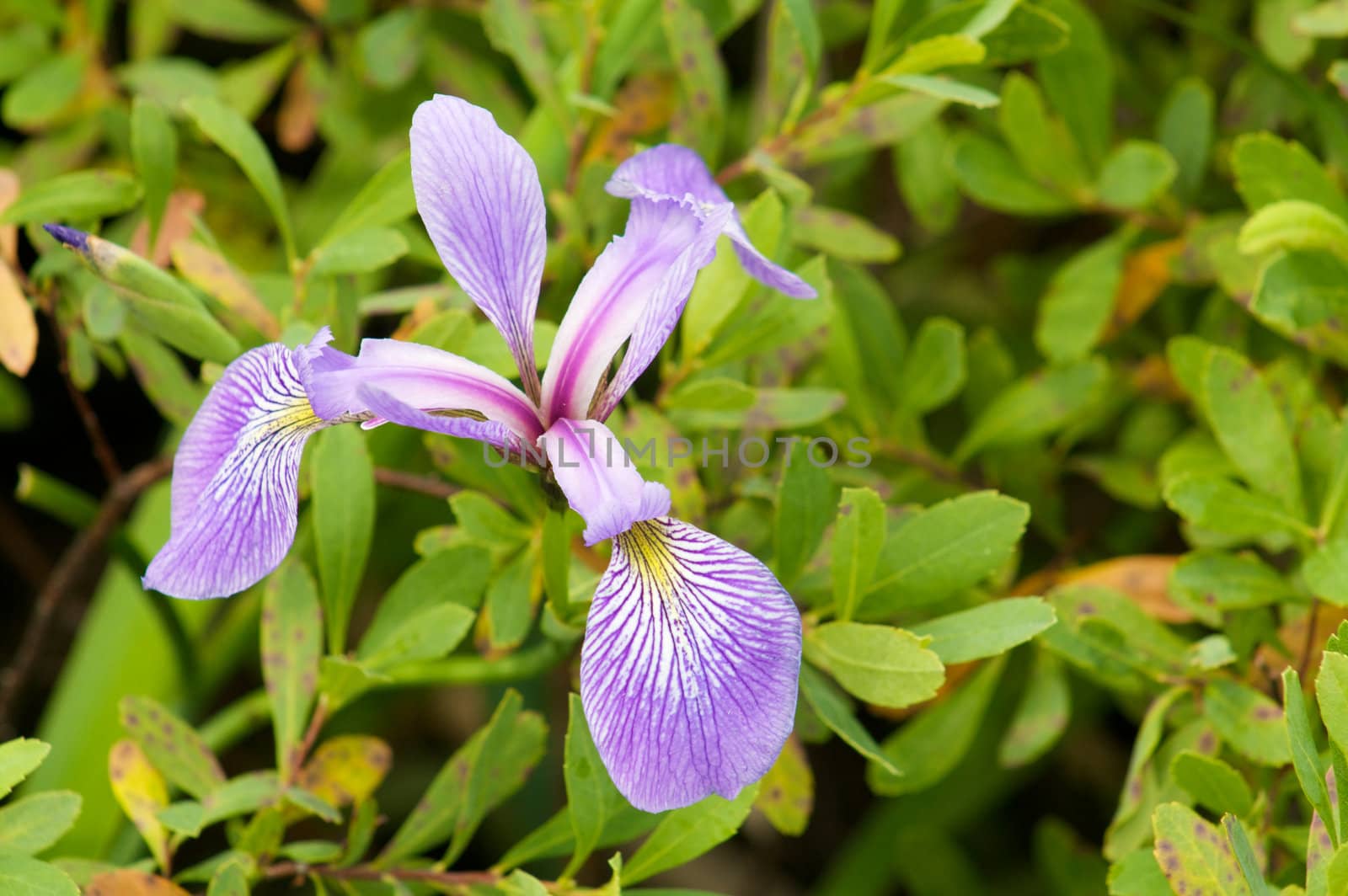 Wild Iris flower by Talanis