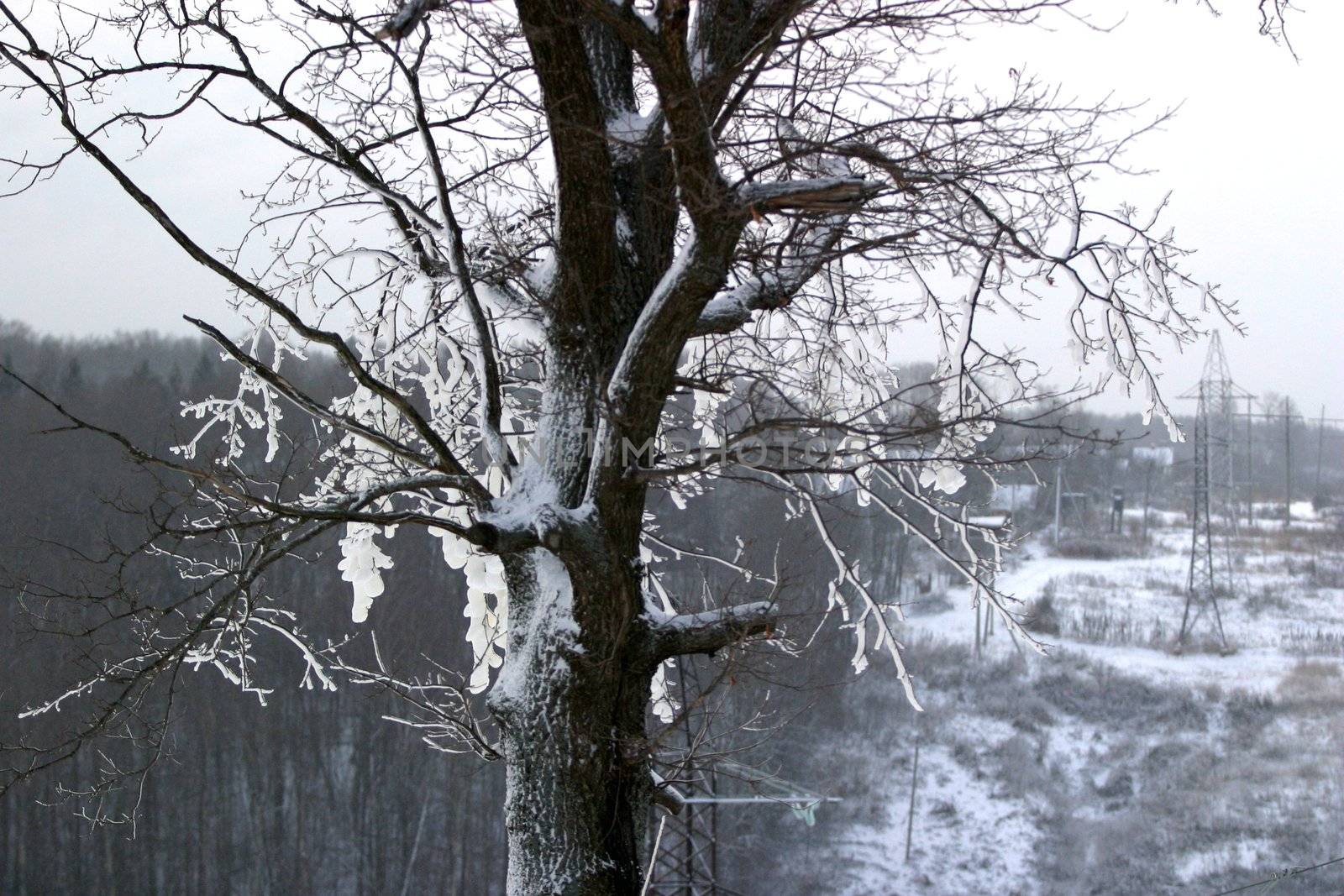 Tree in snow on a slope