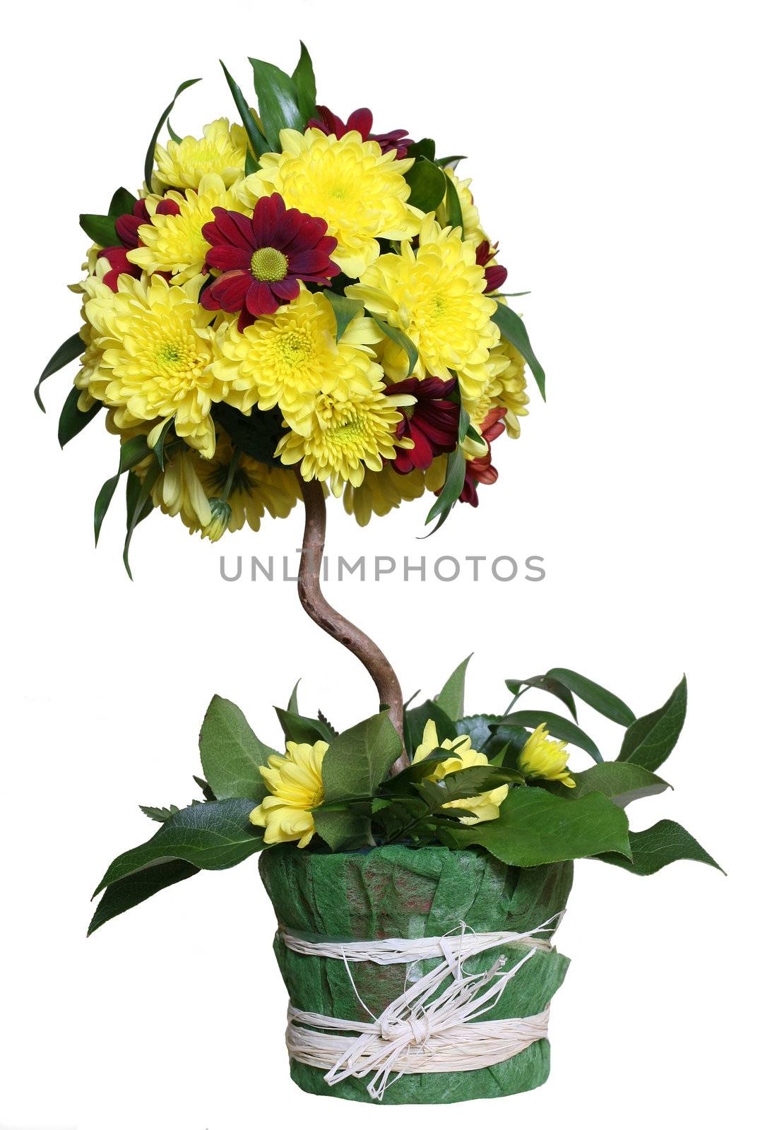 Bouquet from chrysanthemums as a tree on a white background