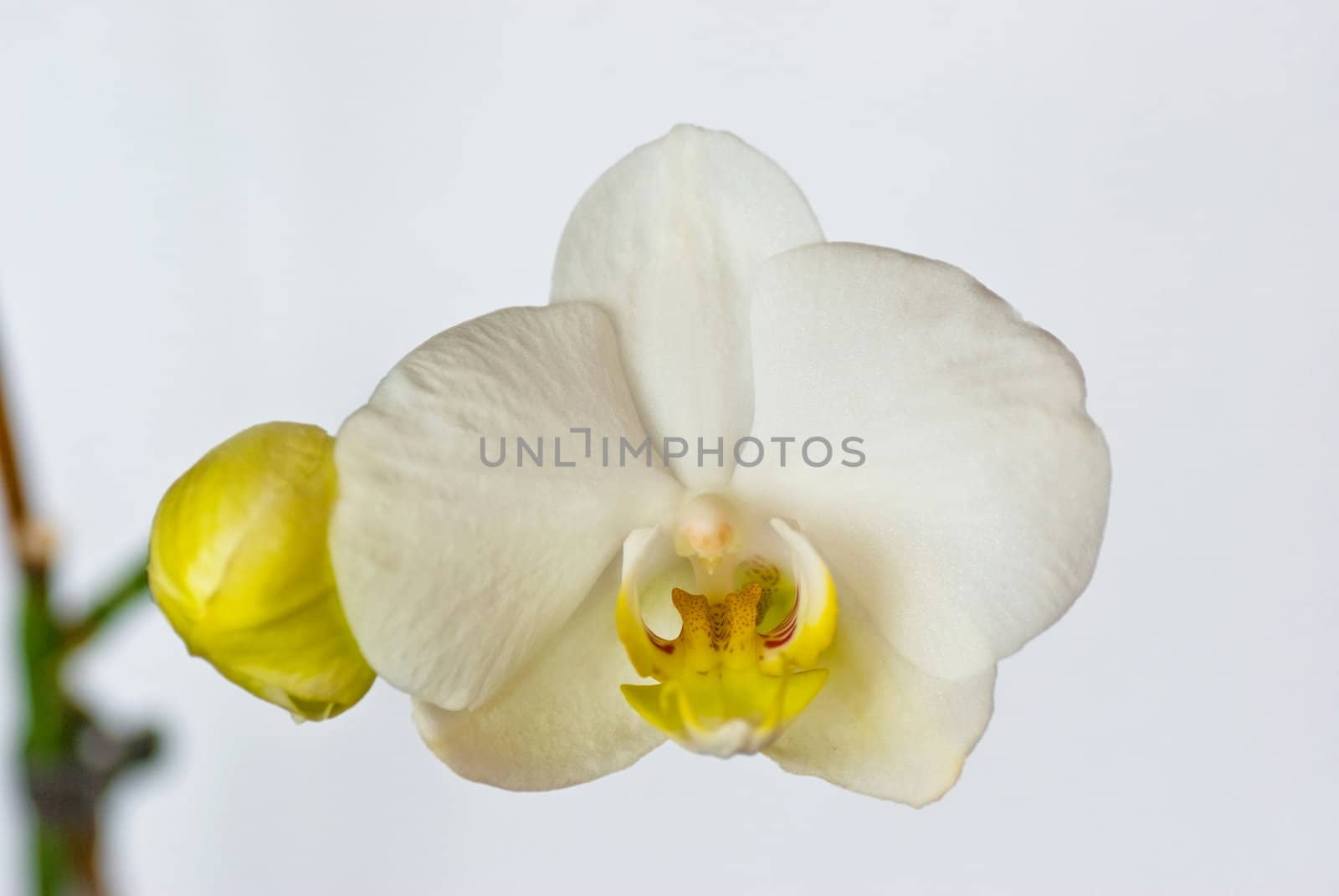 white yellow orchid