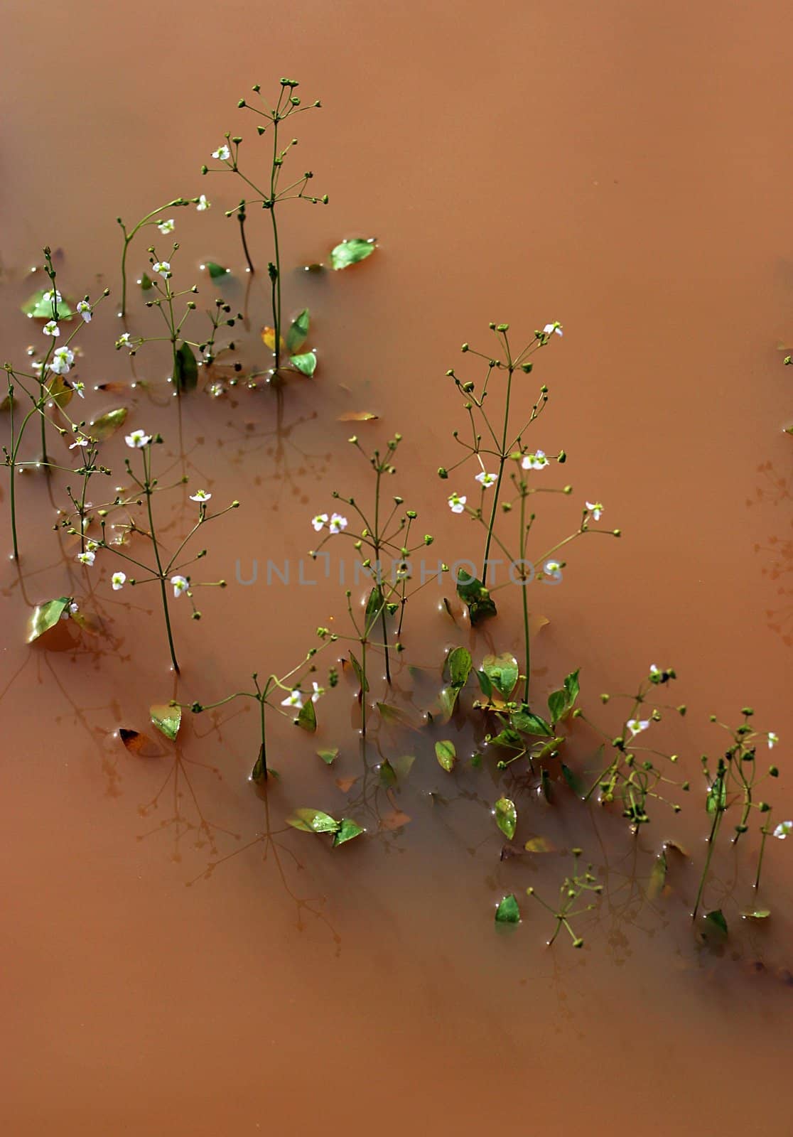 Small flowers in a bog