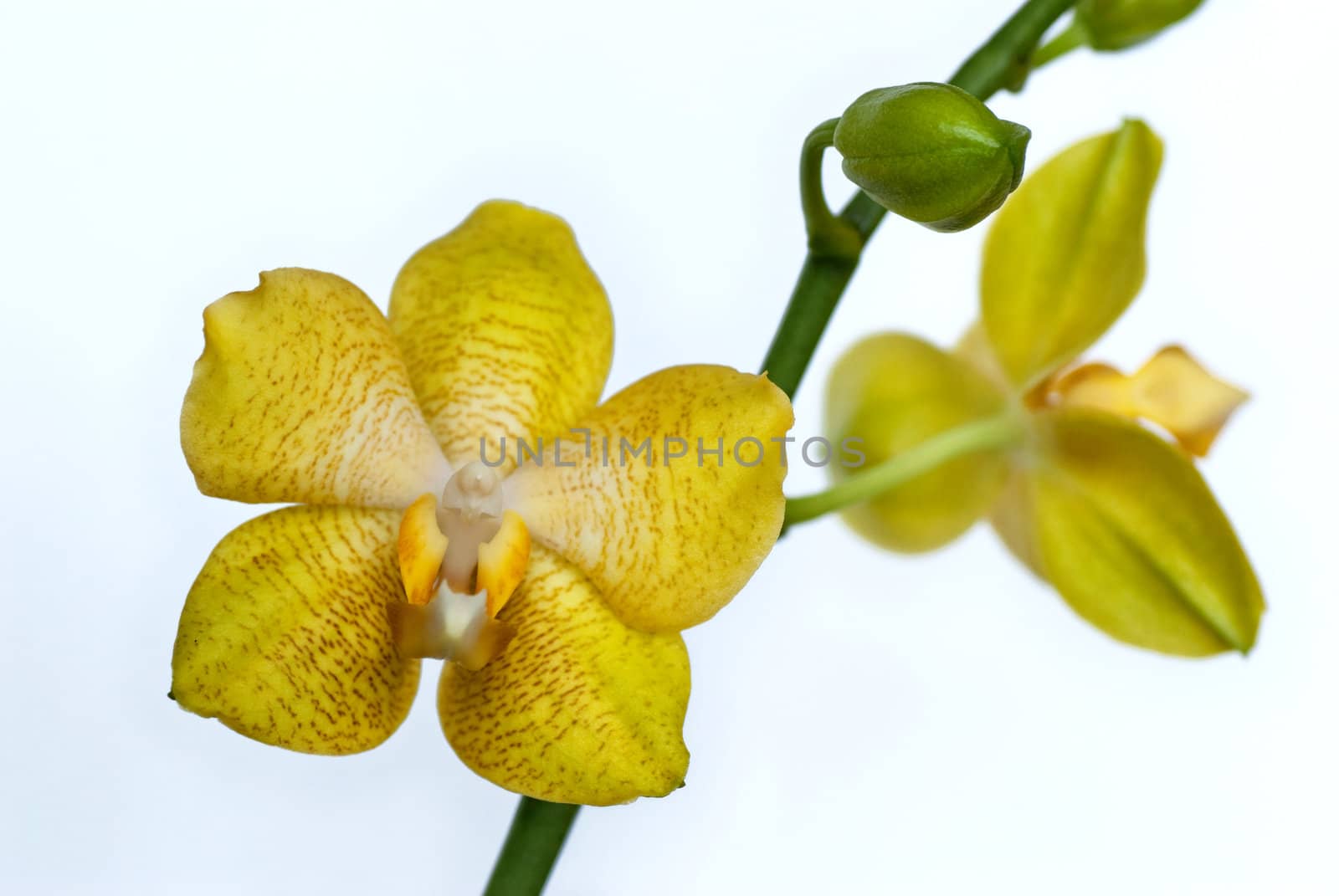 yellow orchid by pikolo