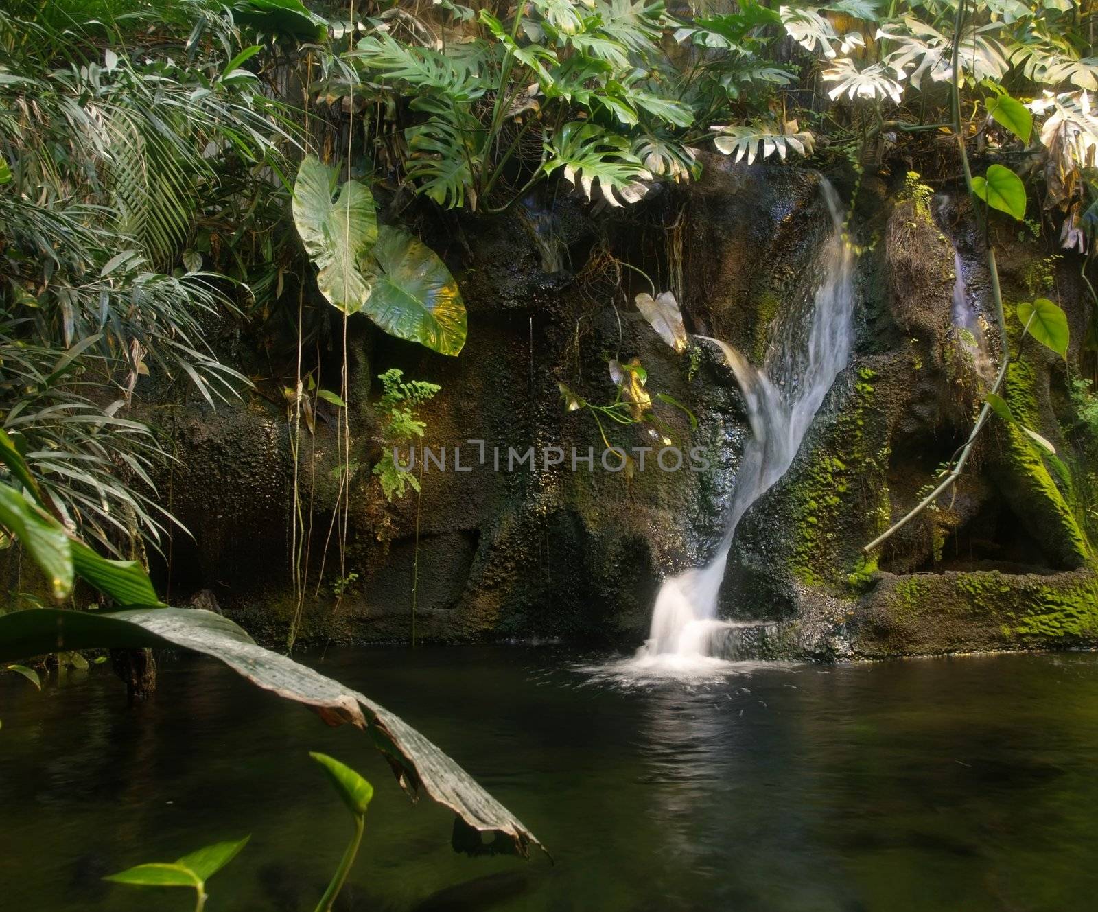 manmade rainforest and waterfall surrounded by tropical plants