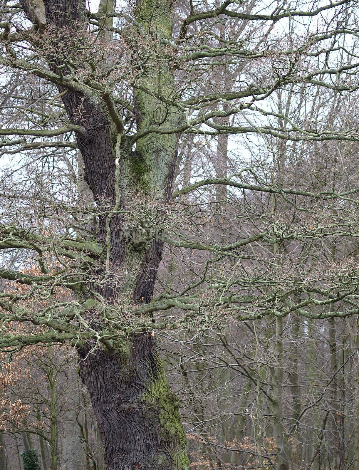 a leafless oak tree in winter