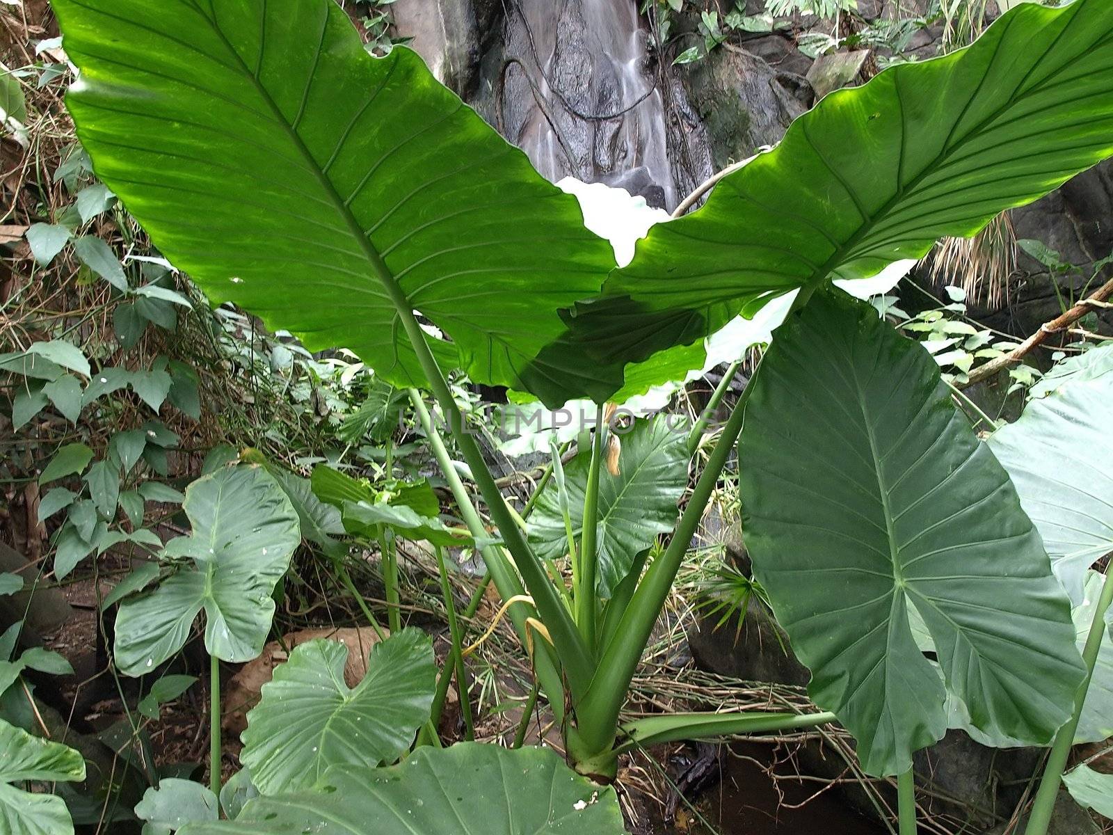 colocasia is a tropical plant native to Polynesia and Southeast Asia