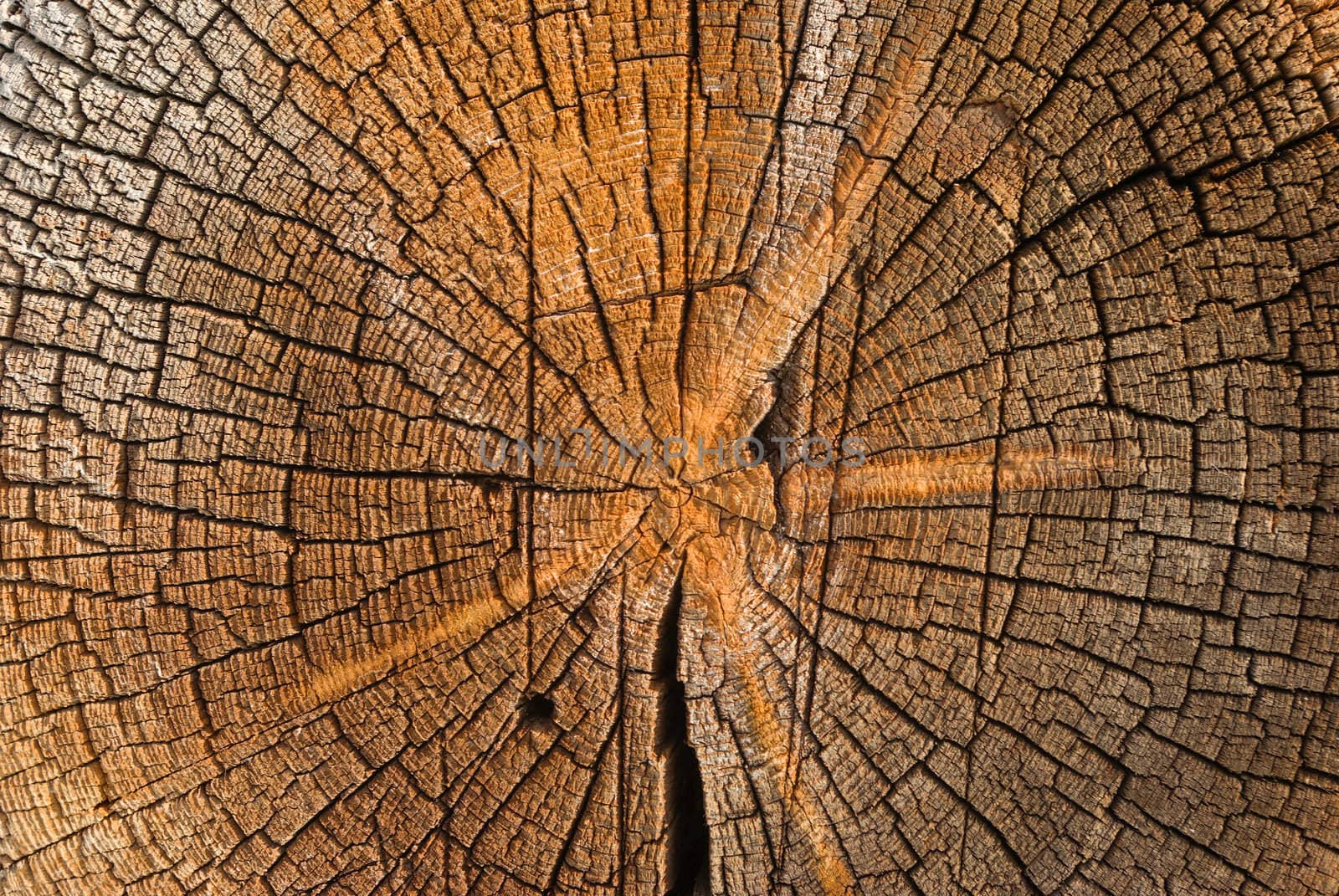 close-up wooden cut texture.wood background