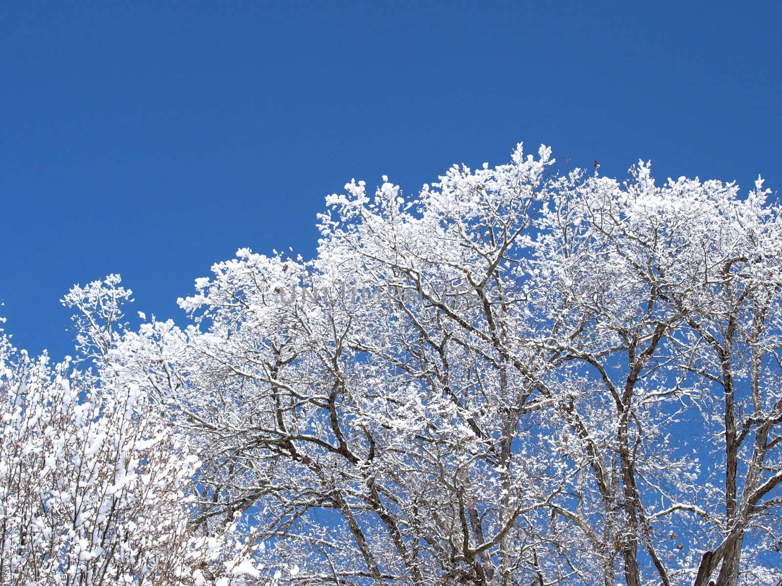 A snow covered tree after a winter storm