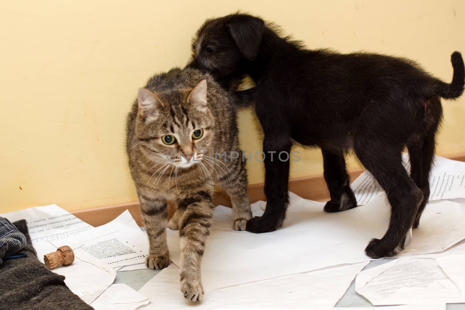 puppy playing with tabby grey cat 
