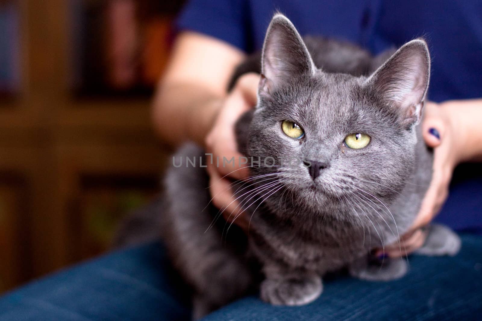 grey cat sitting on lap
