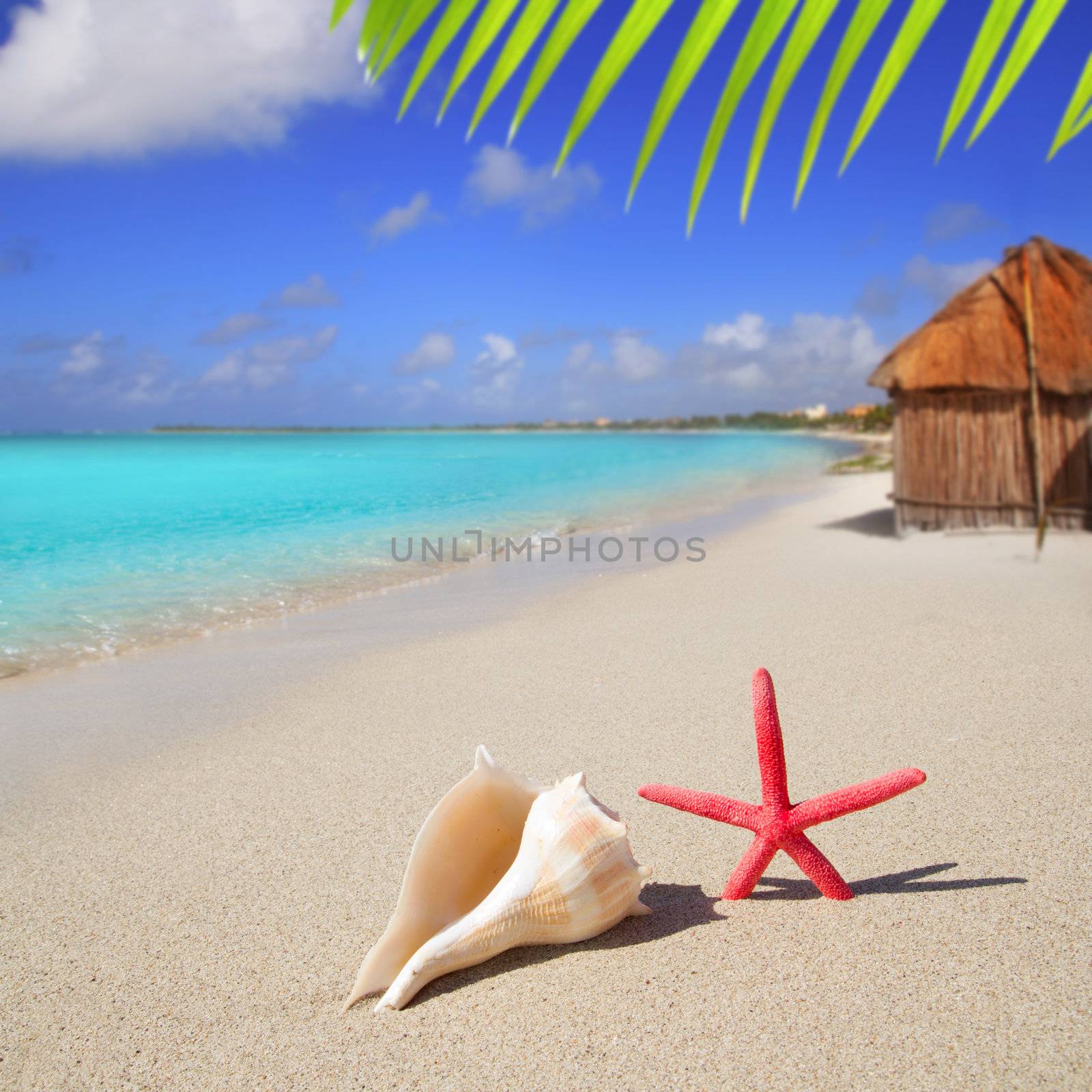 beach starfish and seashell on white sand by lunamarina