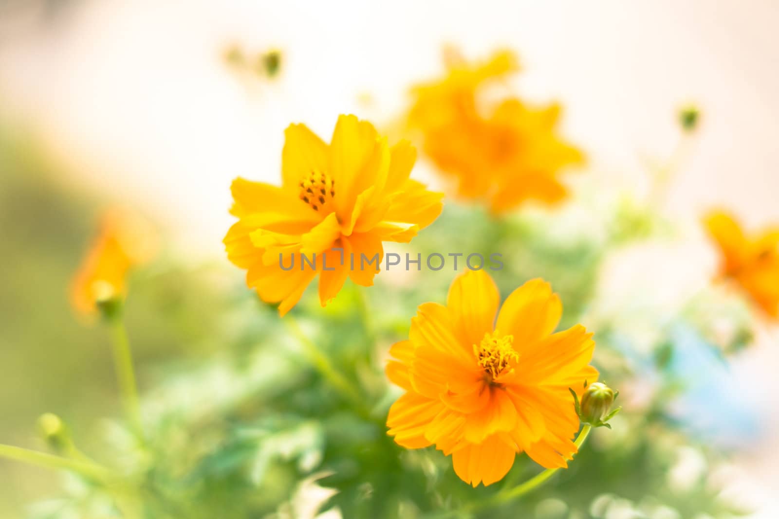 yellow cosmos flowers in green leaf background