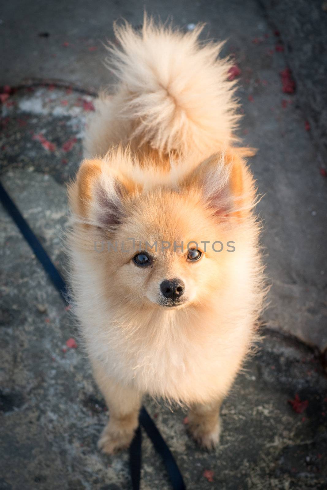 Pomeranian dog