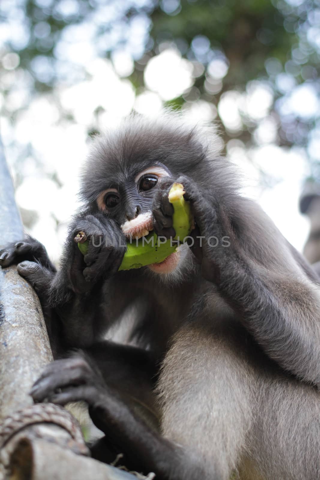 Dusky Leaf Monkey in Thailand