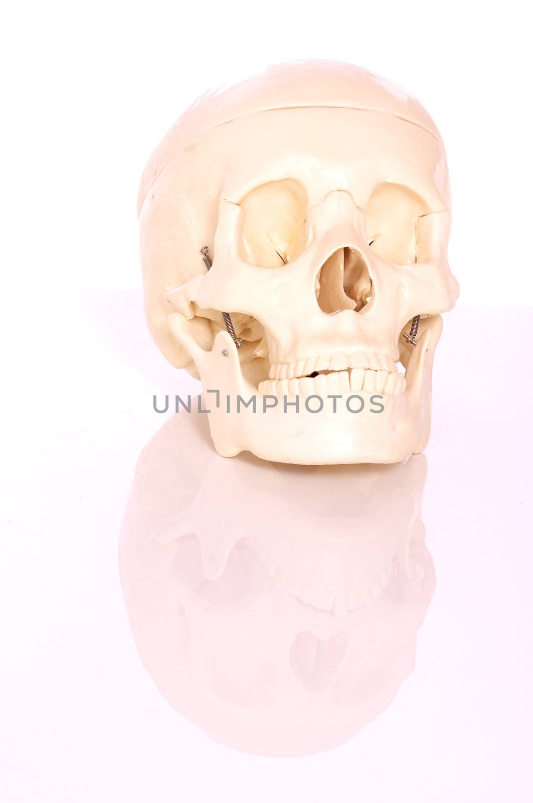 Skull on white background by Talanis