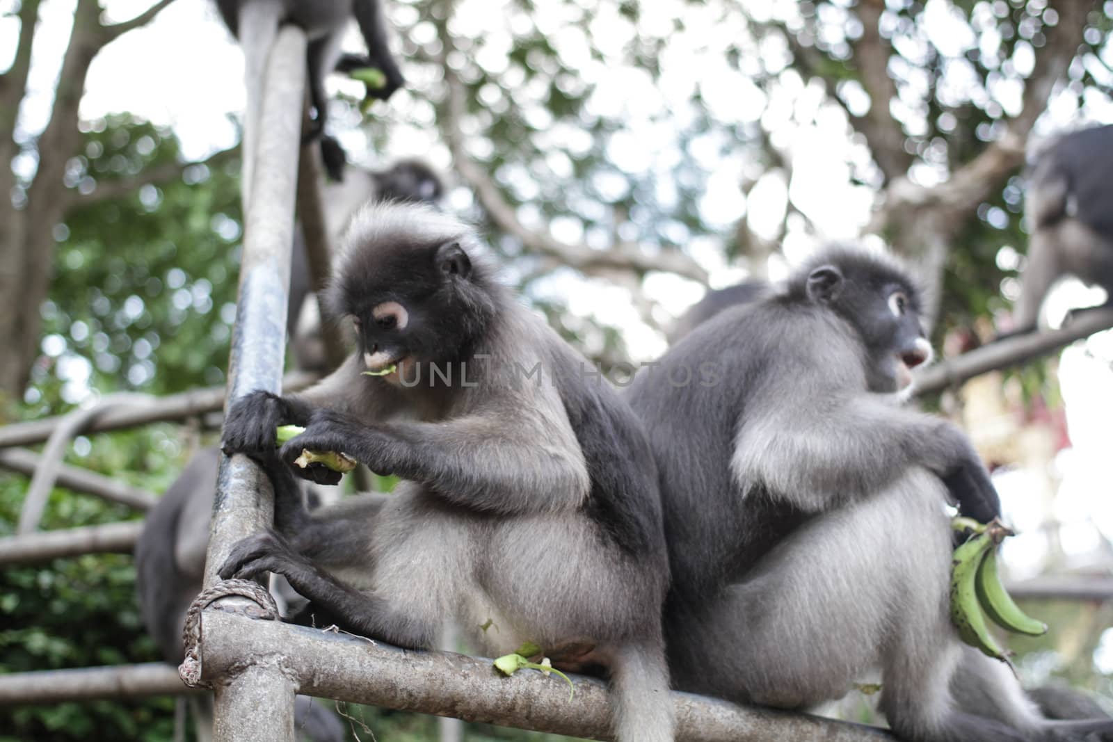 Dusky Leaf Monkey in Thailand