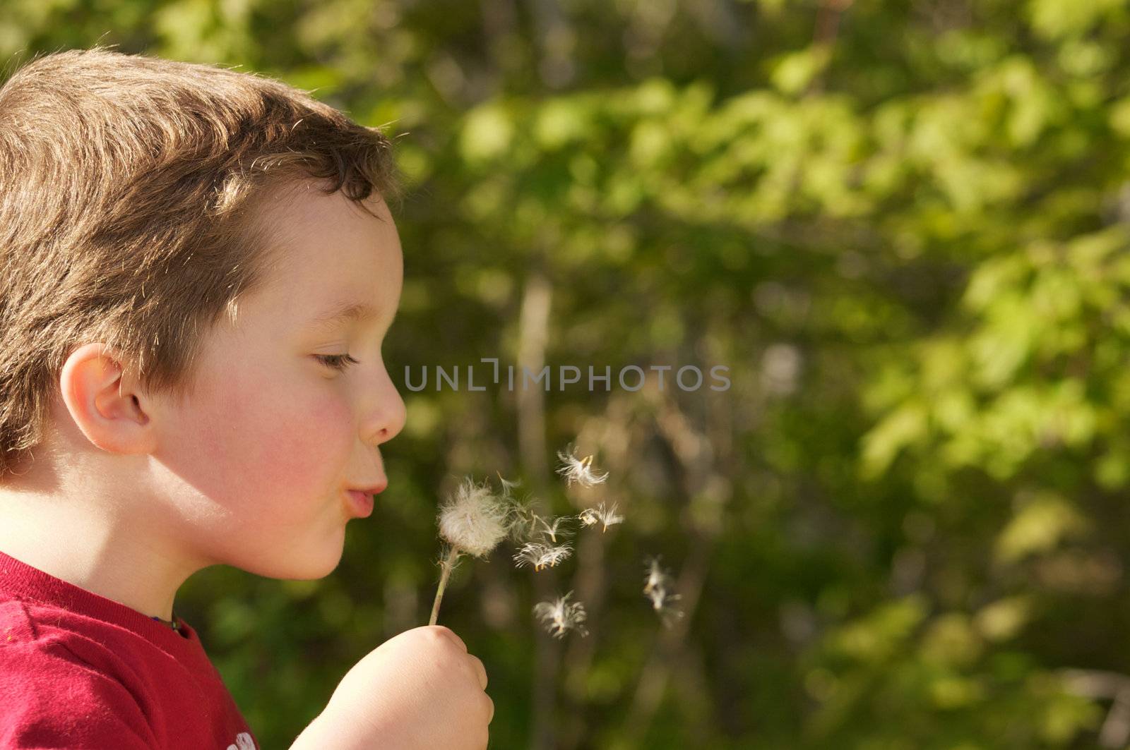 Little boy playing with a dandelion