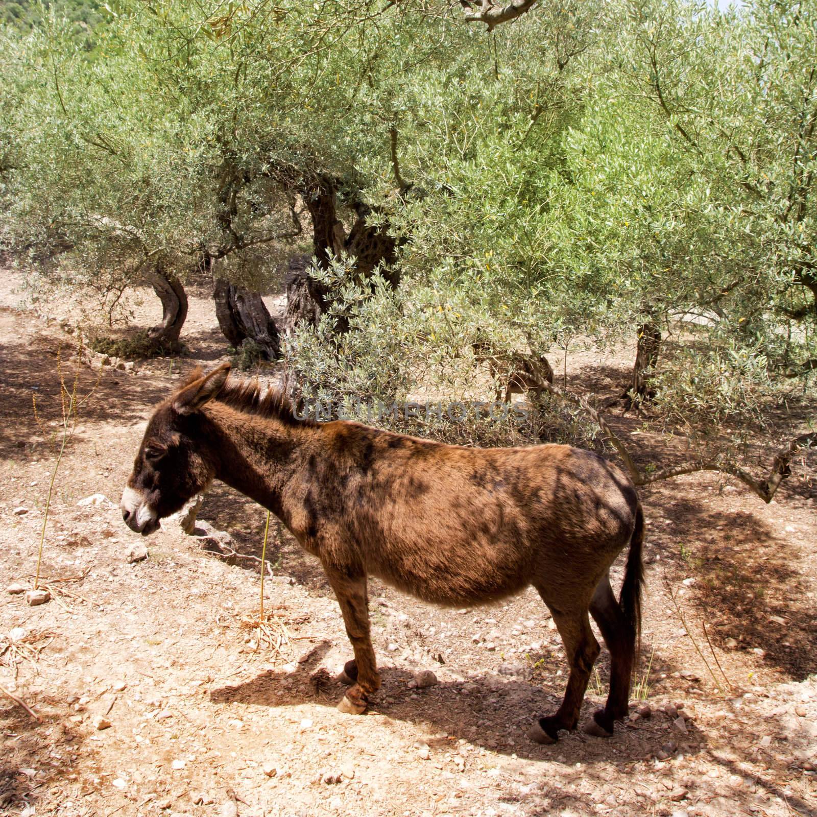Donkey mule in s mediterranean olive tree field of Majorca Spain