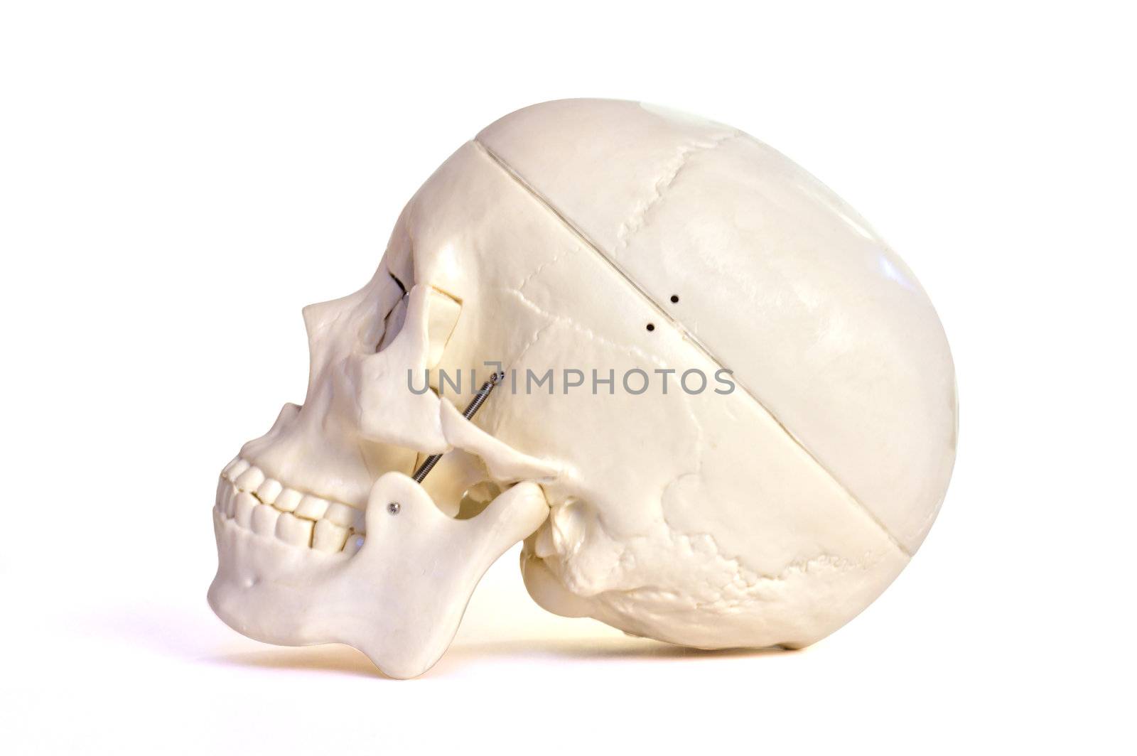 Skull on white background by Talanis