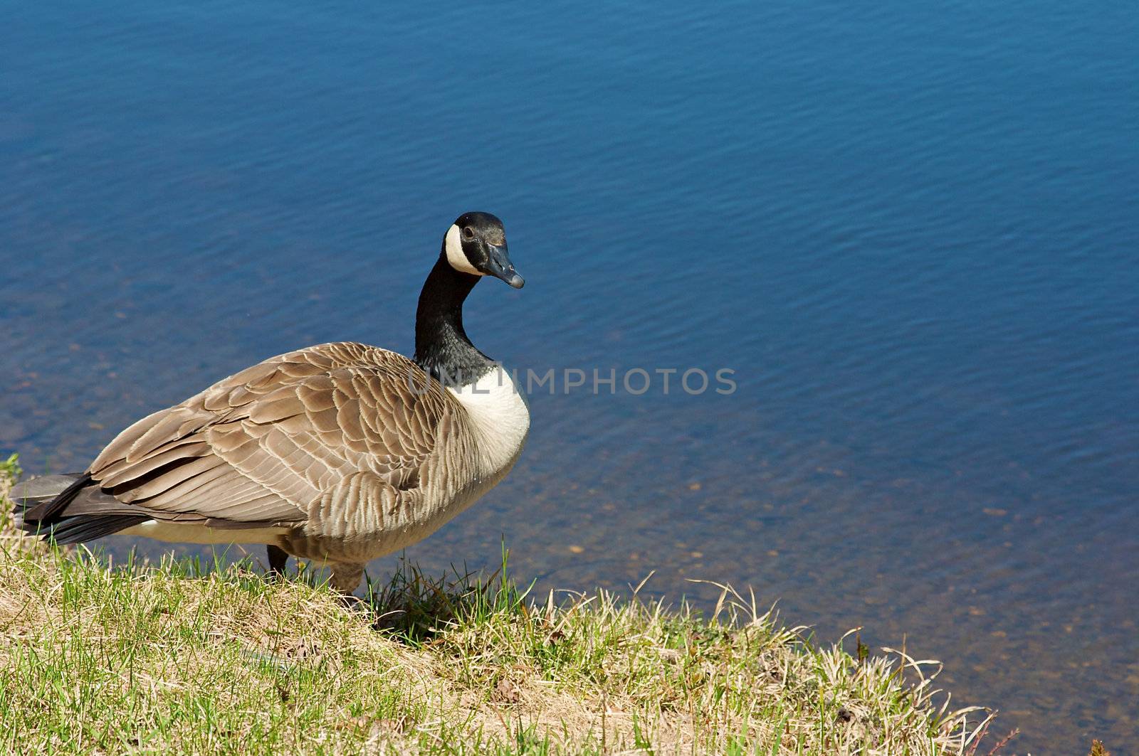 Canadian goose standing by a lake