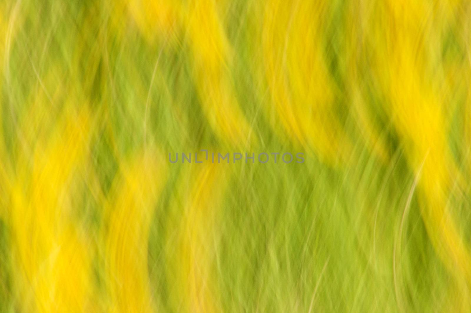 A green and yellow motion blur abstract texture by Talanis