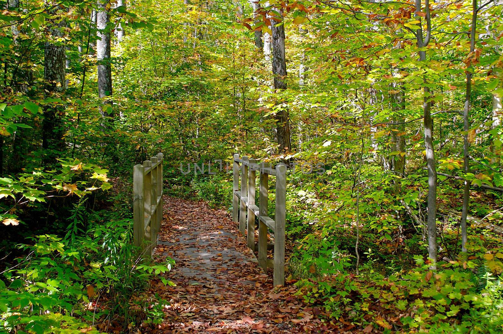 Forest trail with a wooden bridge in autumn