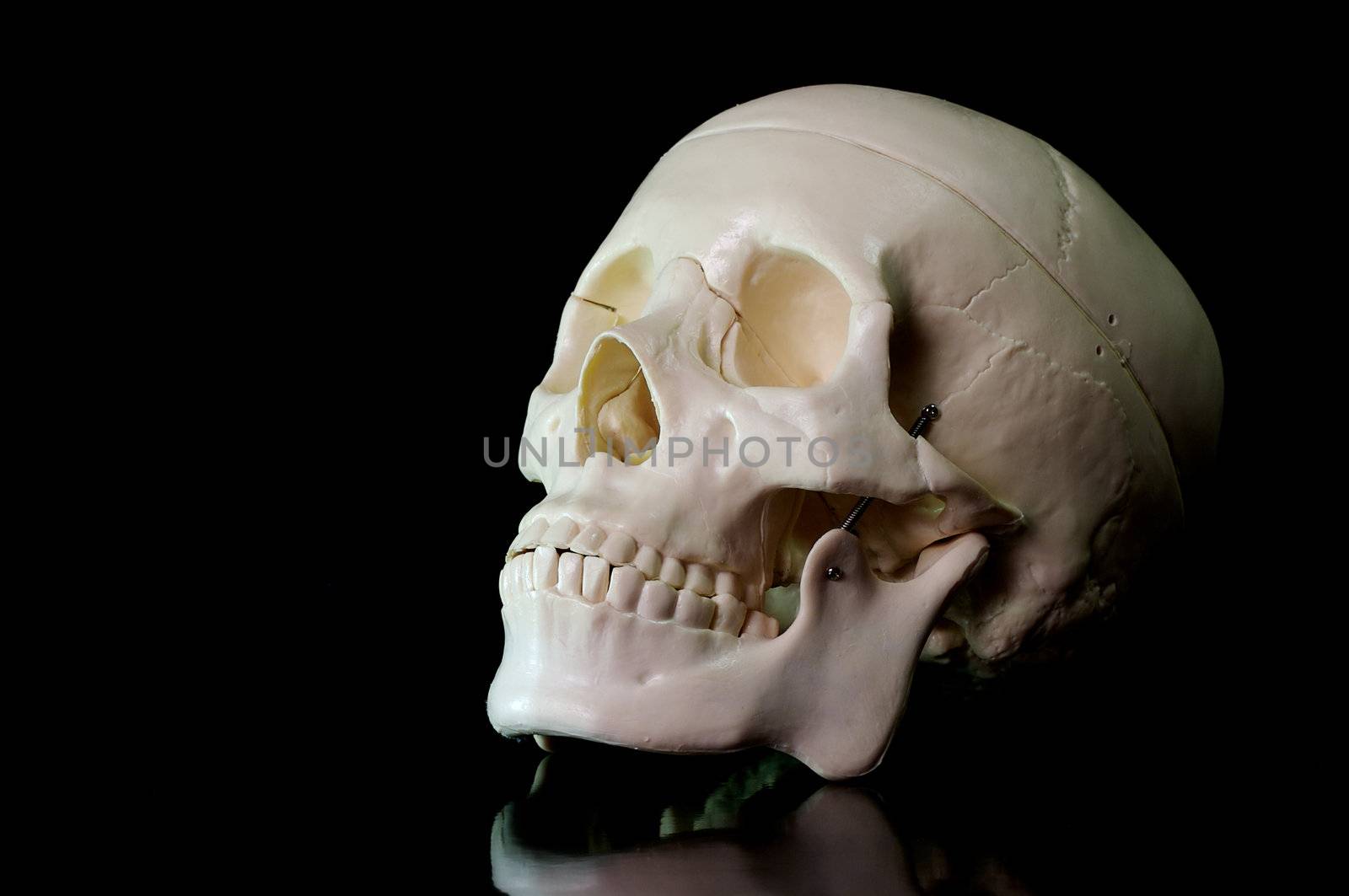 Skull on black background by Talanis