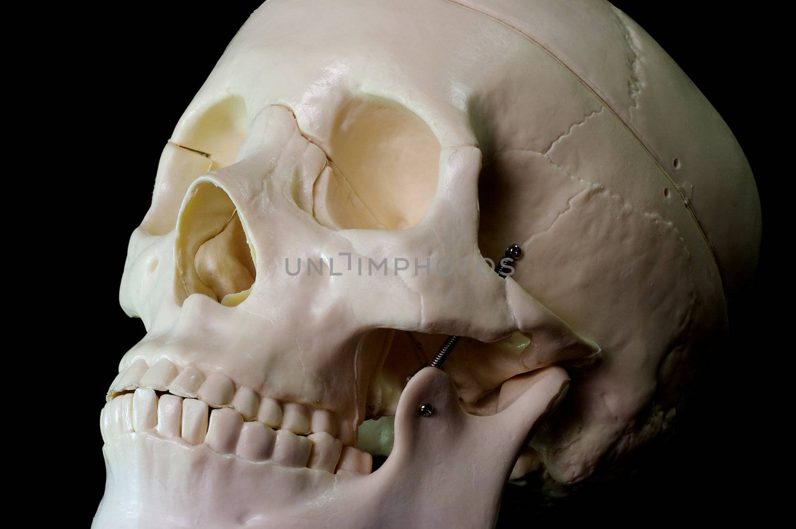 Medical learning skull laying on a black background