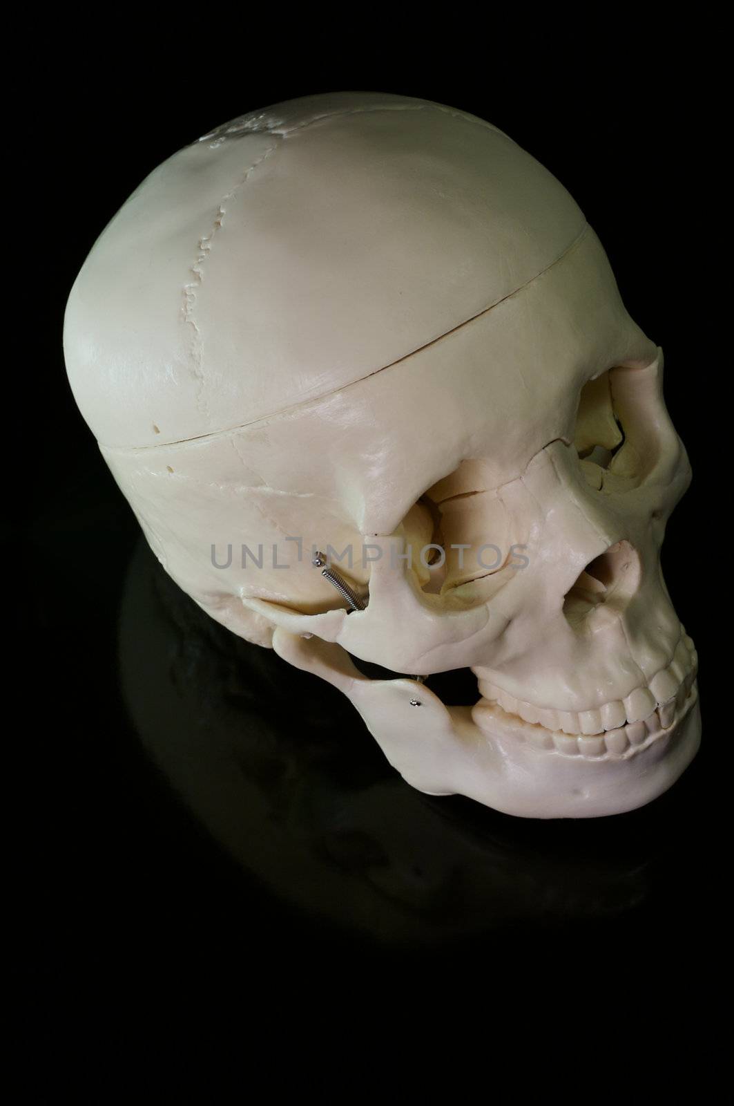 Medical learning skull laying on a black background