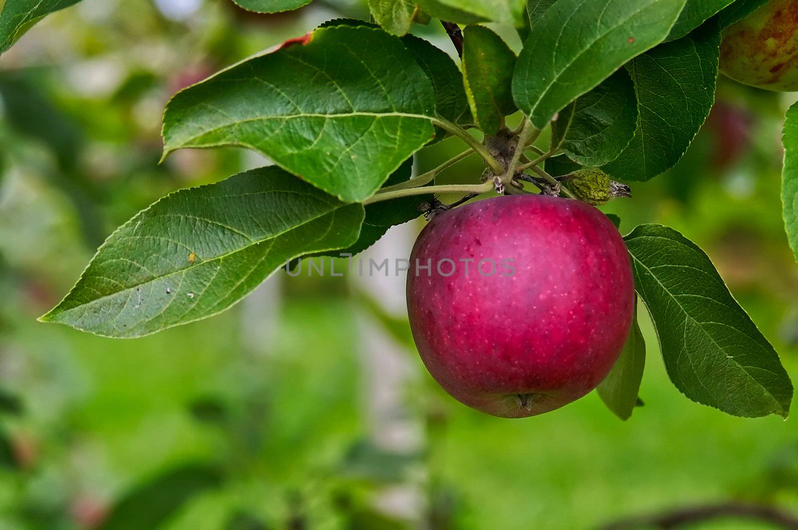 Shiny red apple ready to be picked