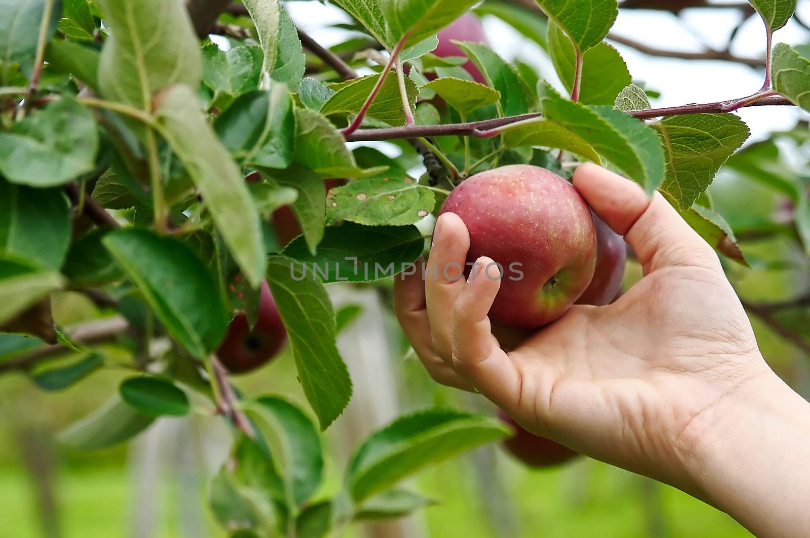 Right hand picking a delicious apple from an appletree