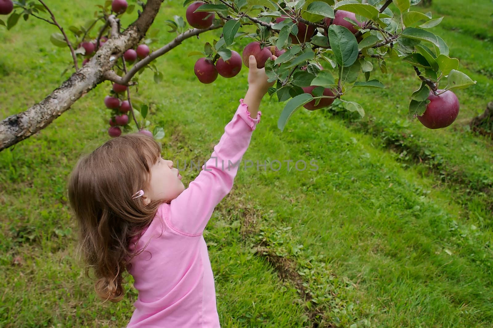 Little girl dressed in pink and picking apples in an appletree