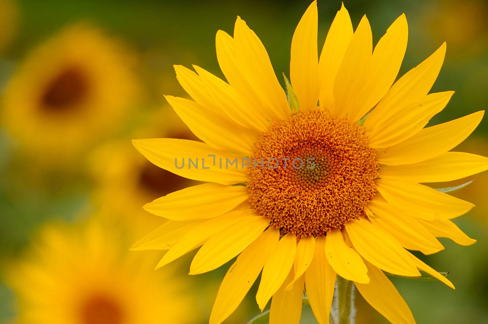 Here comes the sun(flower) by Talanis