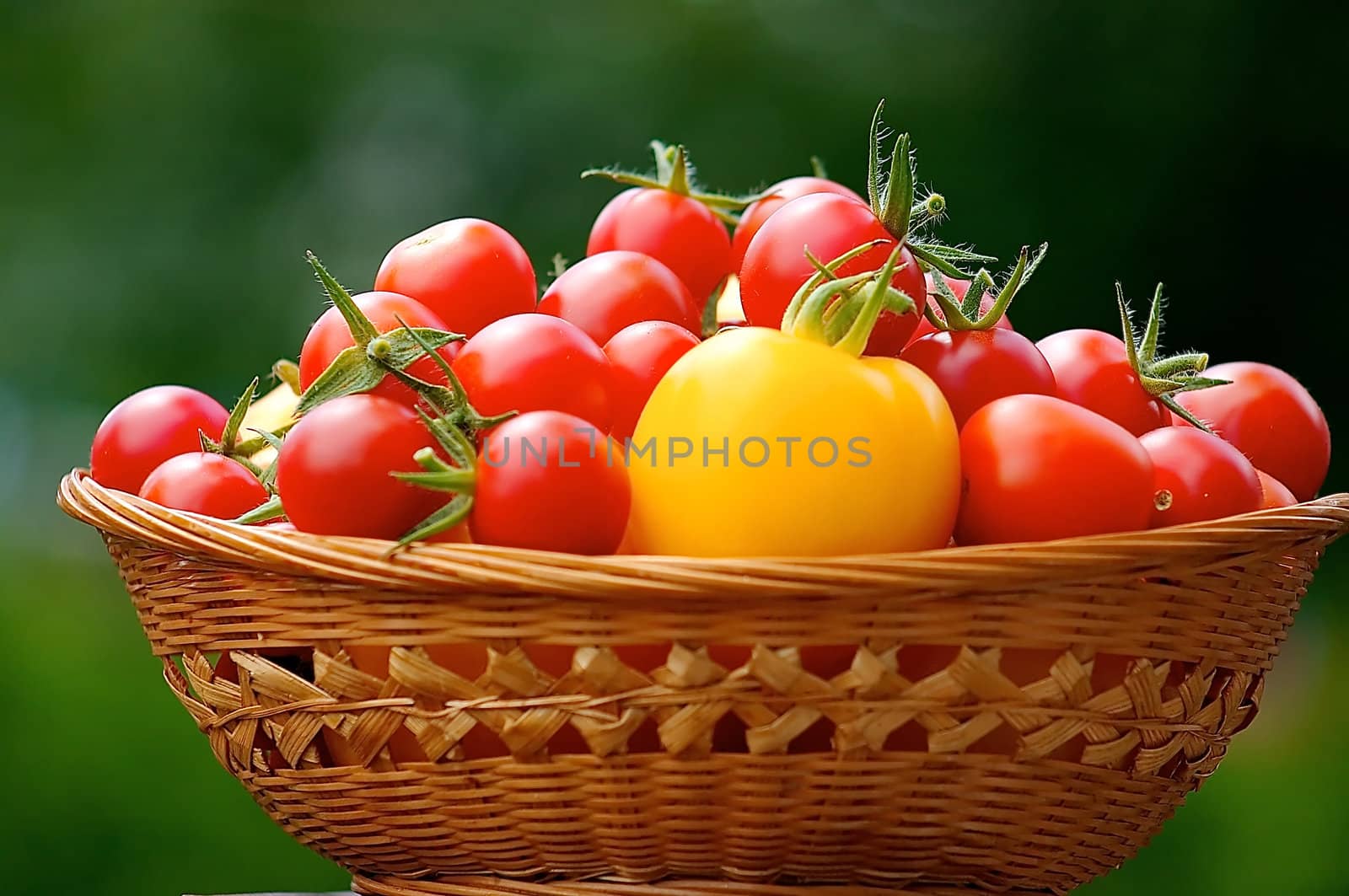 Yellow and red tomatoes in a basket