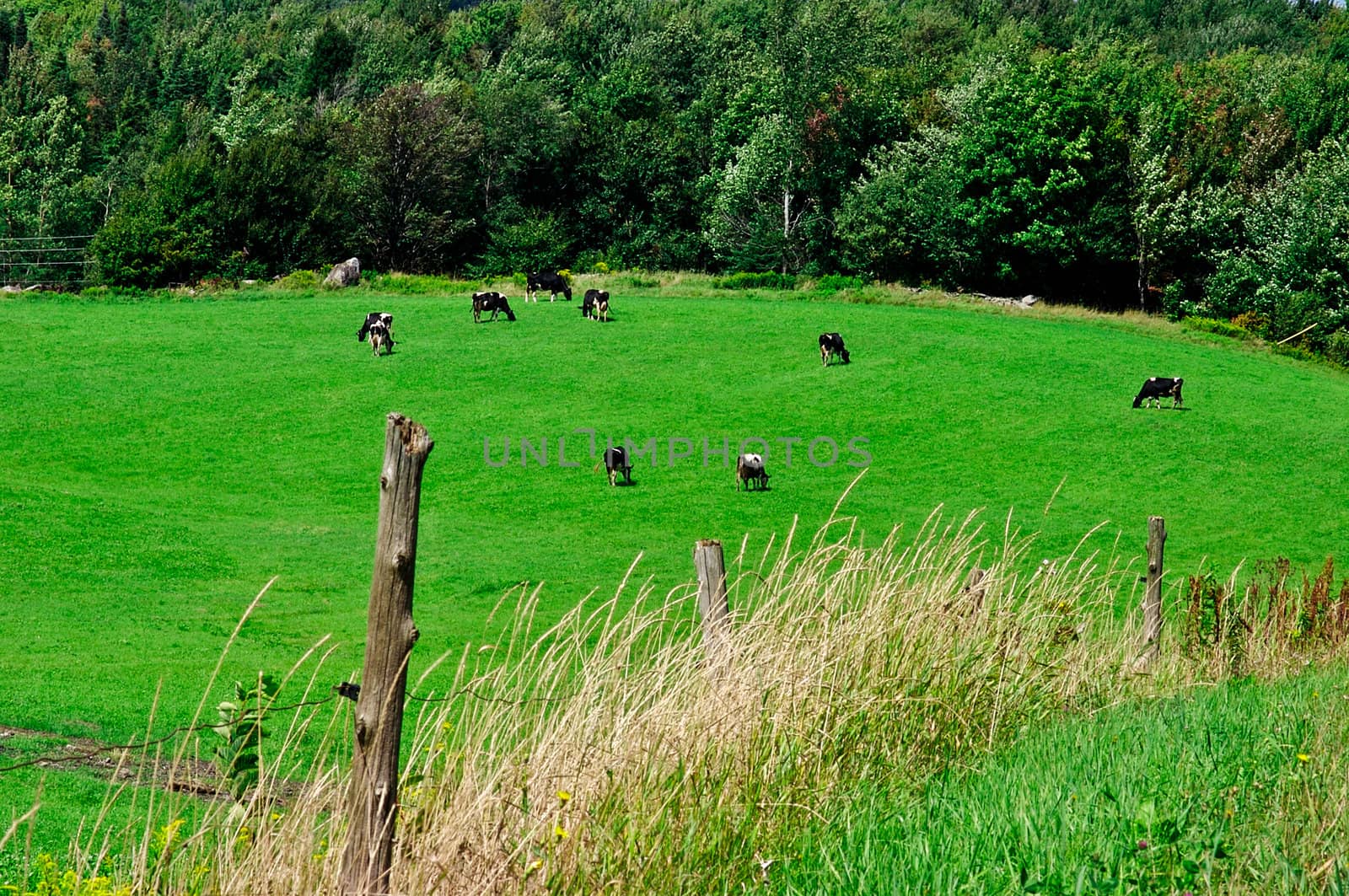 Cows enjoying their grass meal in a green field