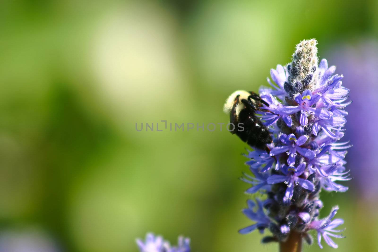 Bee on a purple flower with green background
