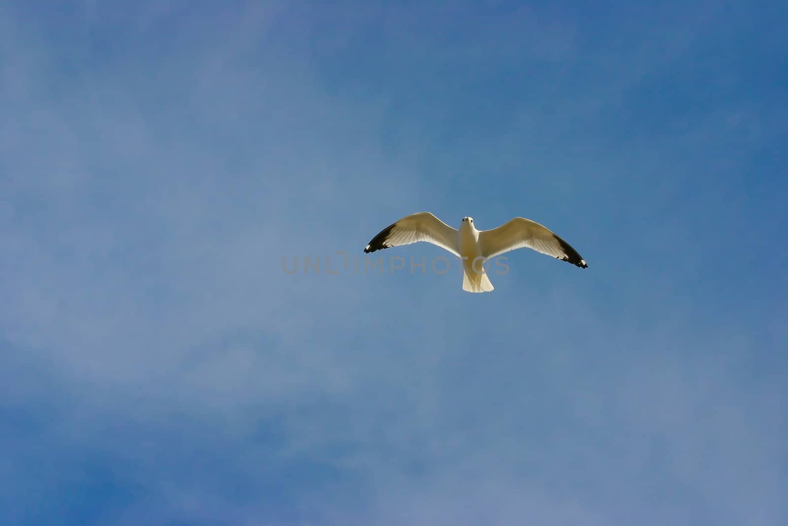A lone seagull in a cloudy blue sky